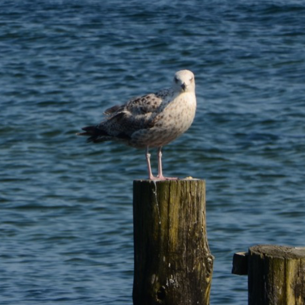 Senioren-Paar aneinander gelehnt in Strandkorb